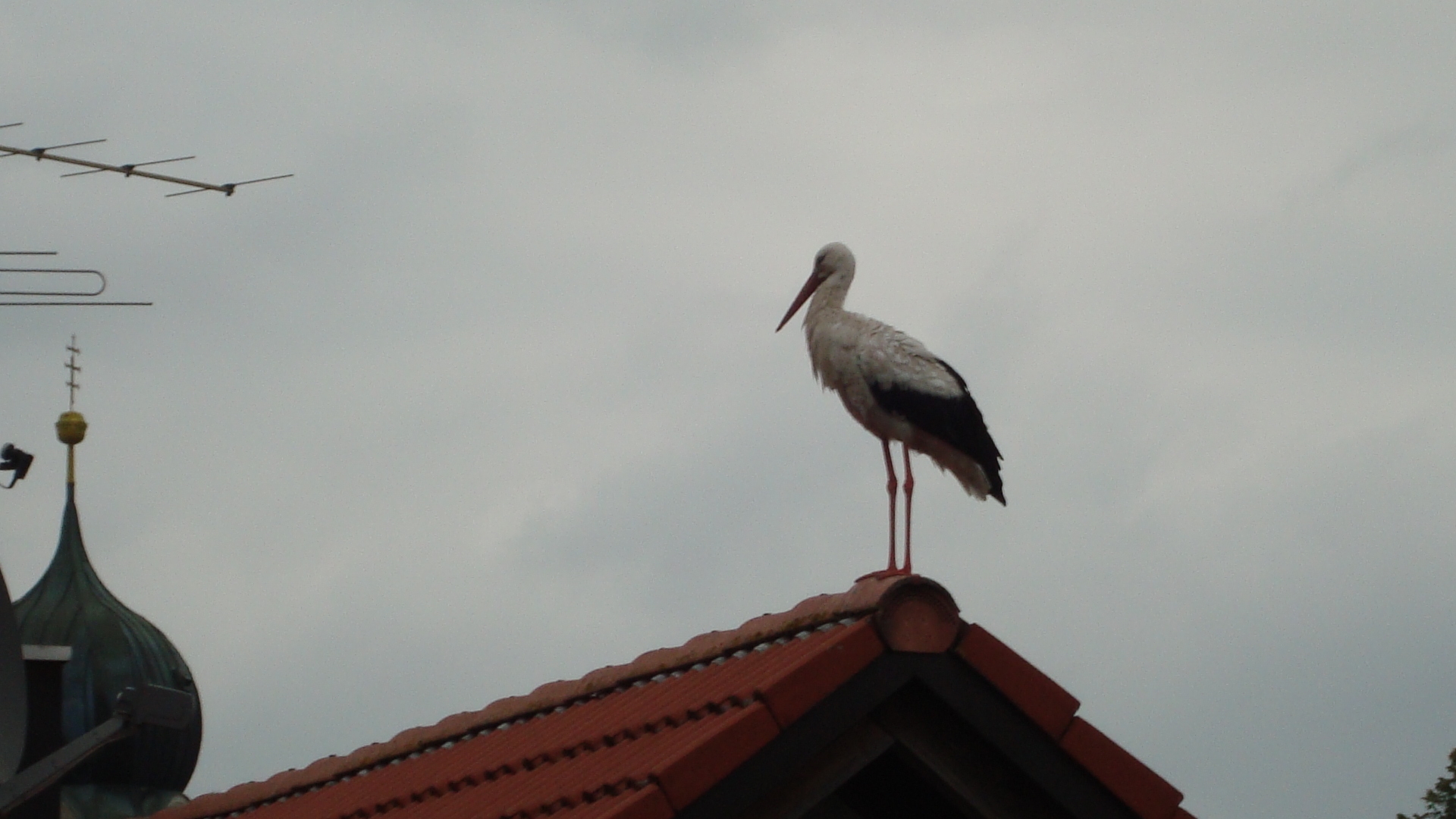Storch